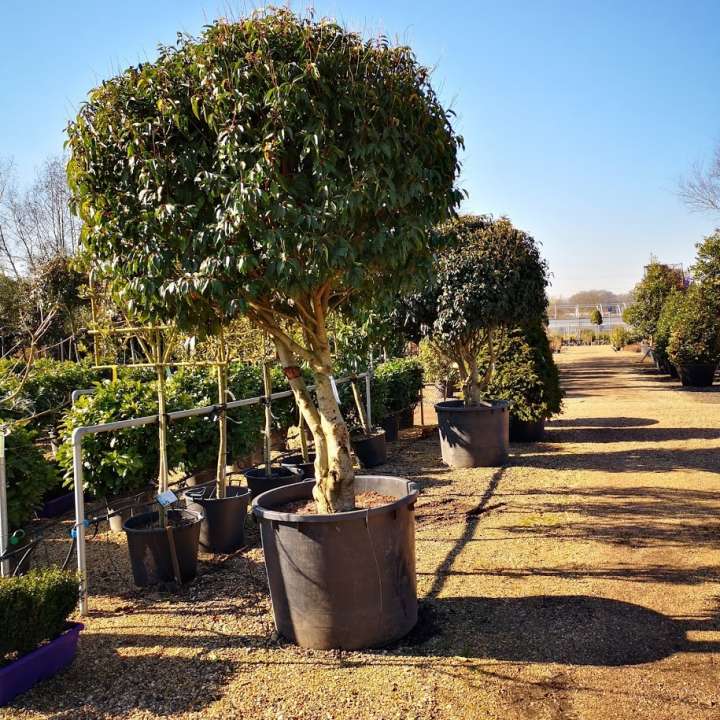 Mature magnolia trees for sale Telegraph